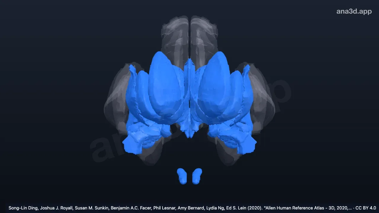 3D 模型：前脑灰质