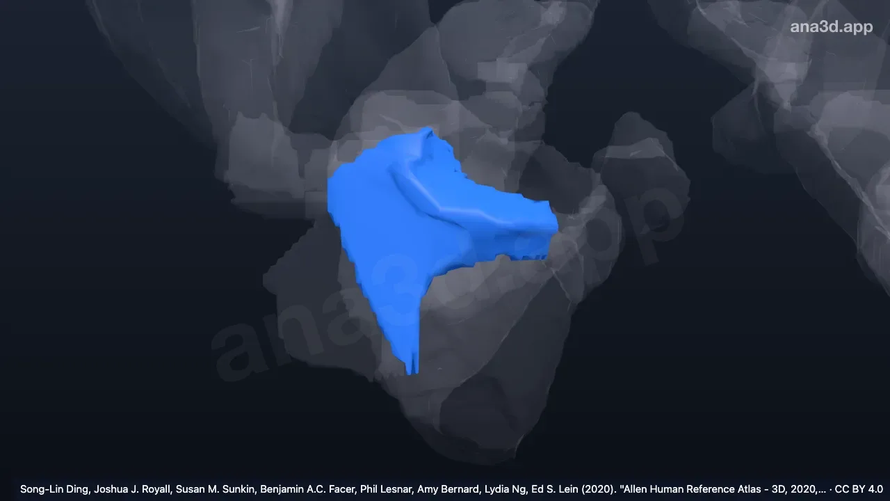 Modèle 3D : Cortex piriforme droit