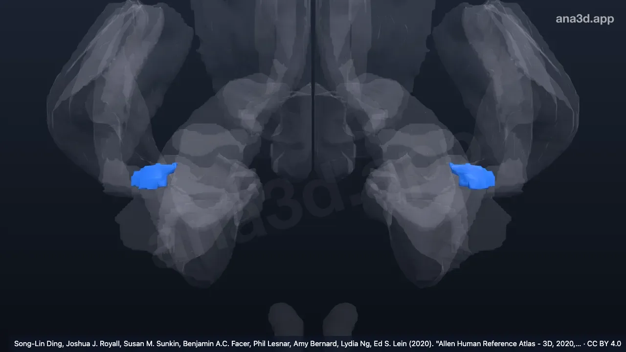 Modelo 3D: Córtex insular agranular frontal