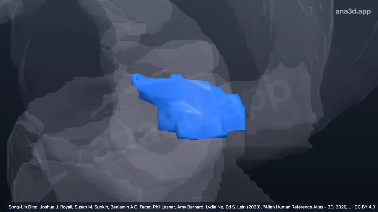 3Dモデル:左前頭無顆粒島皮質