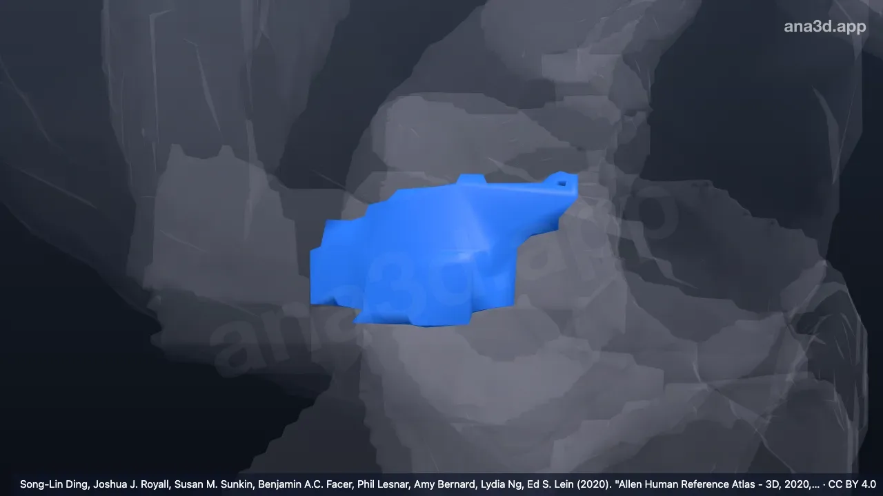 Modelo 3D: Córtex insular agranular frontal direito