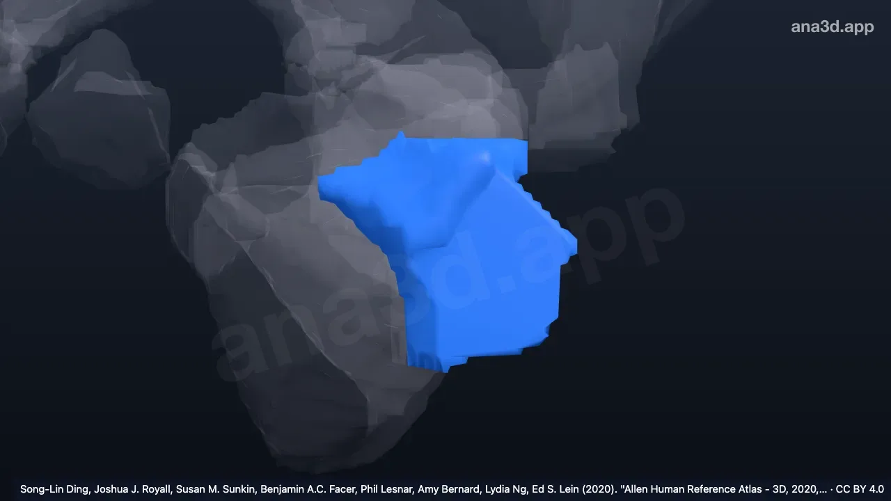 3Dモデル:左側頭無顆粒島皮質