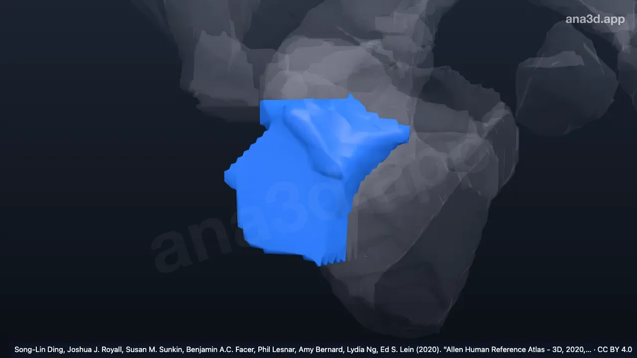 Modelo 3D: Córtex insular agranular temporal direito