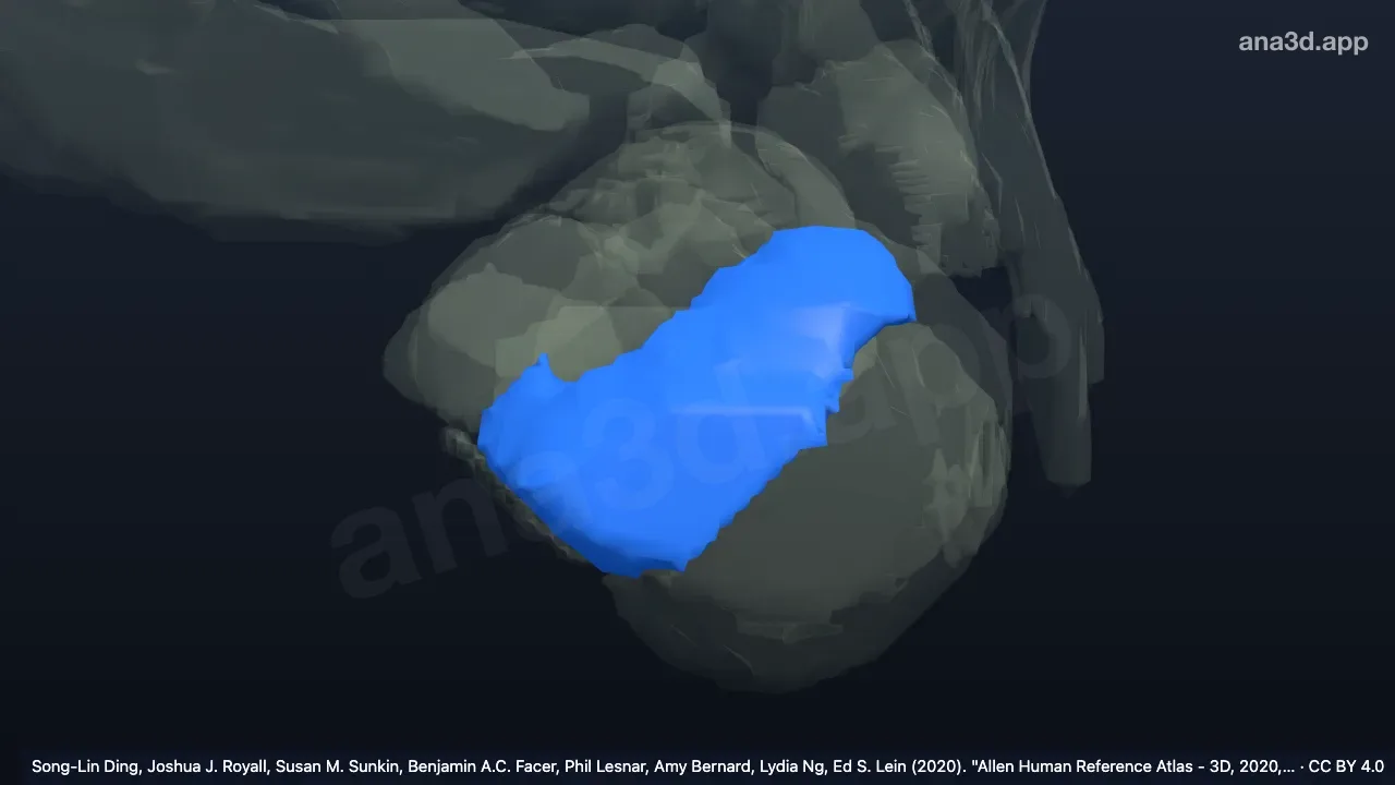 Modelo 3D: Núcleo basolateral izquierdo