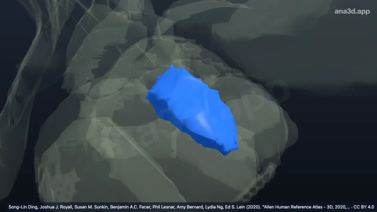 3D-Modell: Rechter Nucleus basomedialis