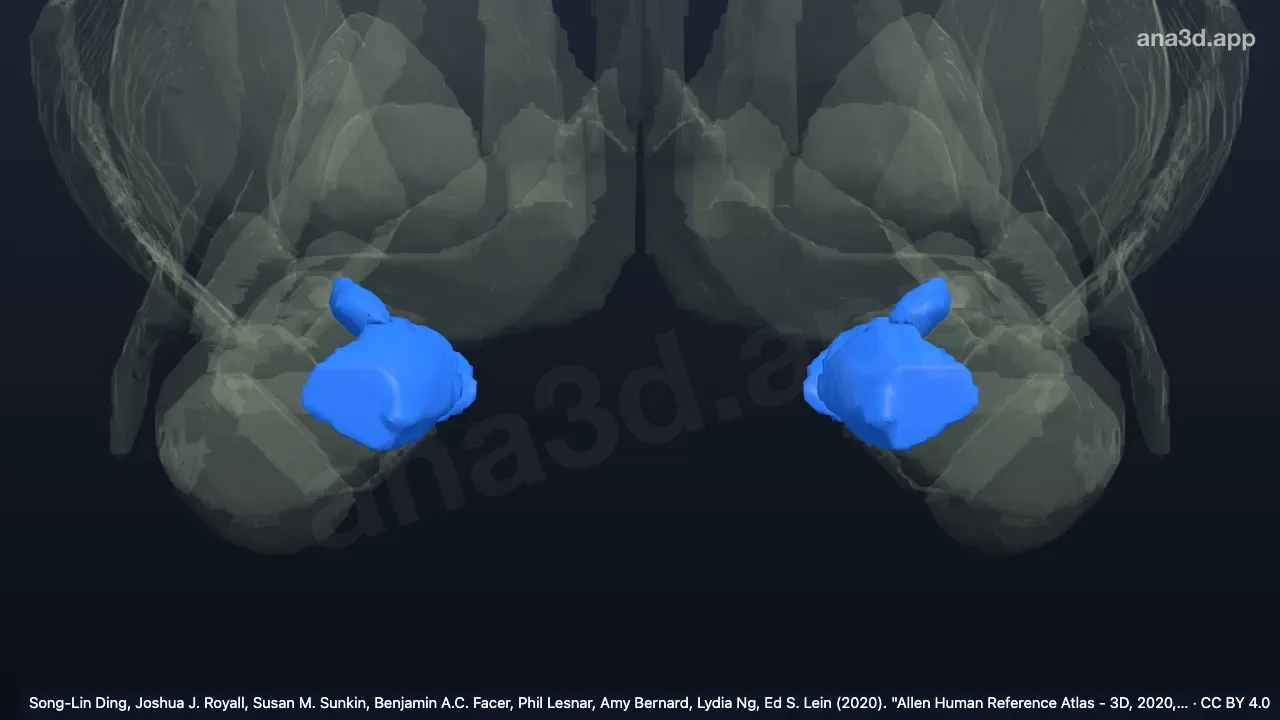 3D 模型:皮质内侧核群