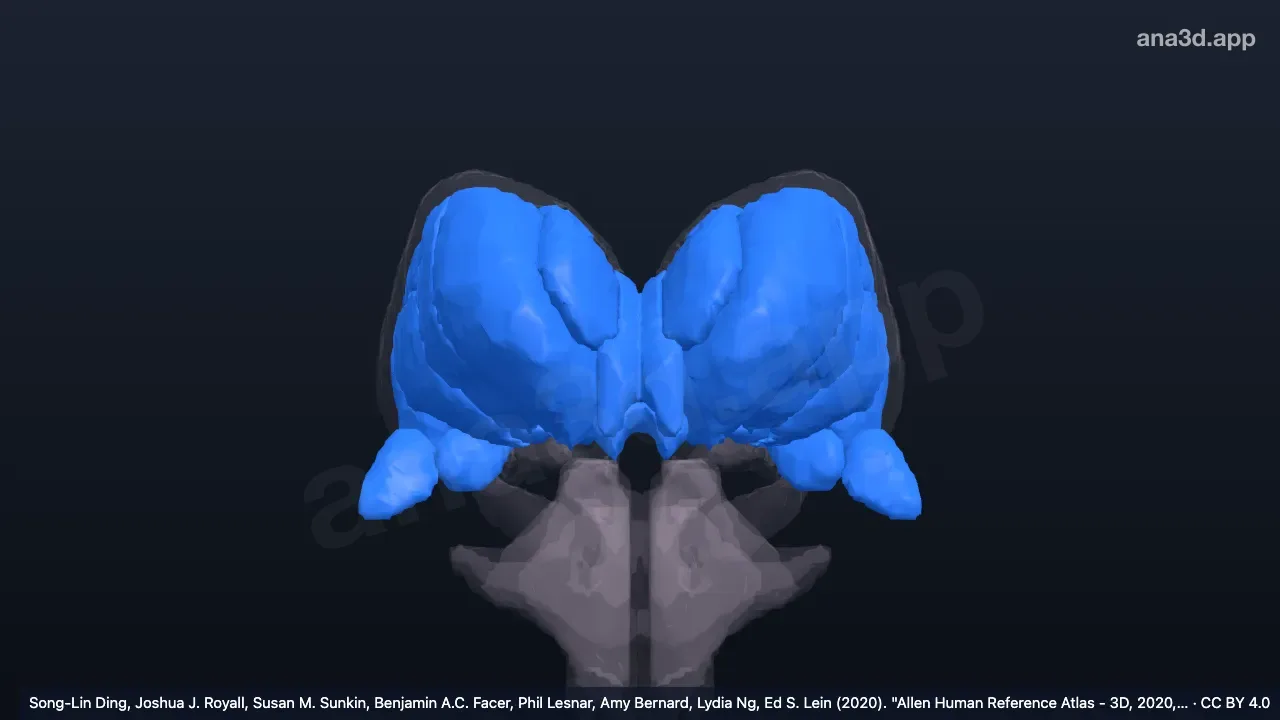 3D 模型:背侧丘脑