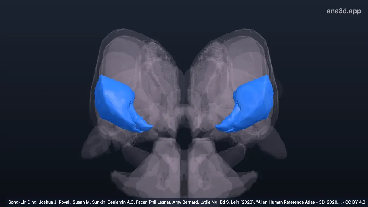 Modèle 3D : Noyau ventral postérieur du thalamus