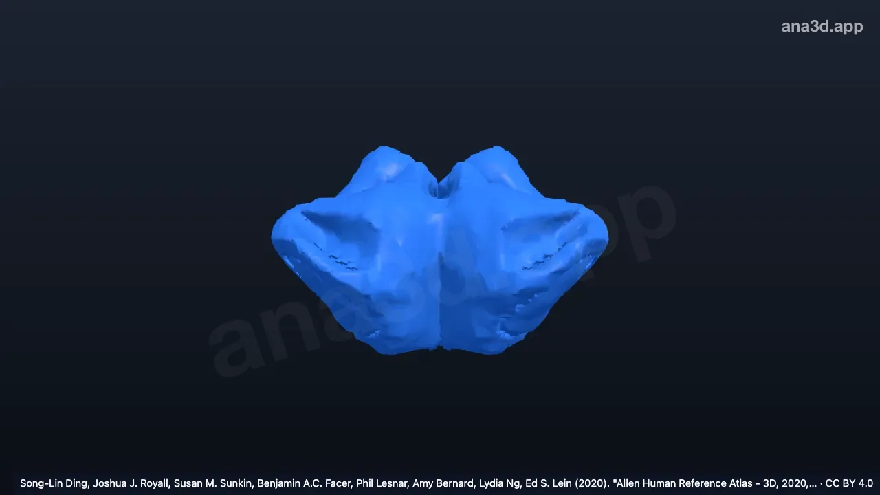3D-Modell: Graue Substanz des Mittelhirns