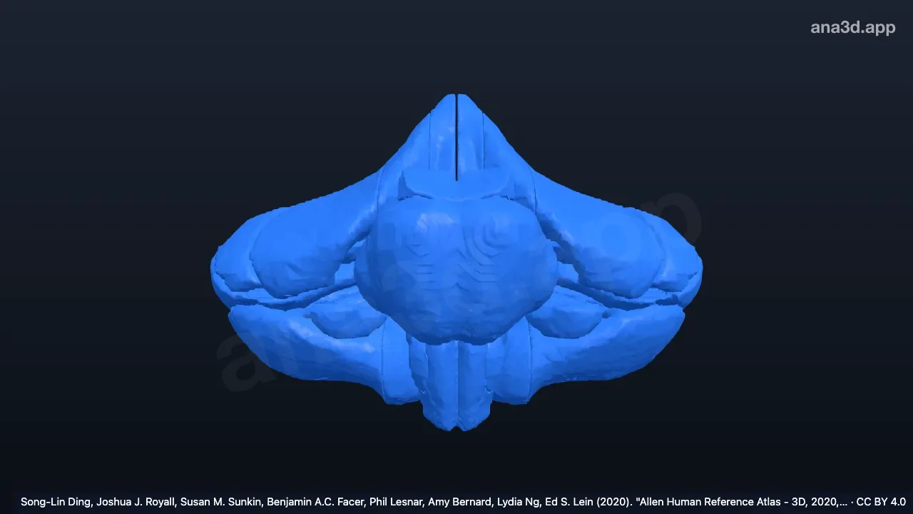 3D-Modell: Graue Substanz des Rautenhirns
