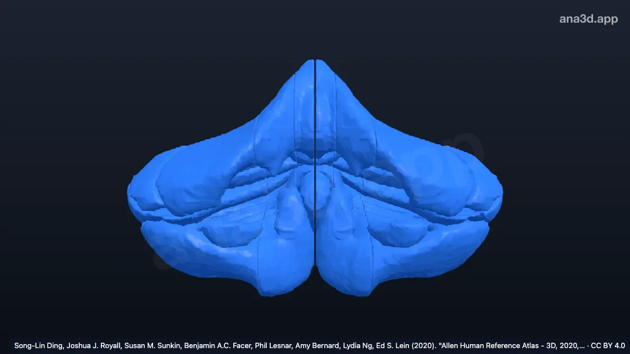 Modelo 3D: Córtex cerebelar