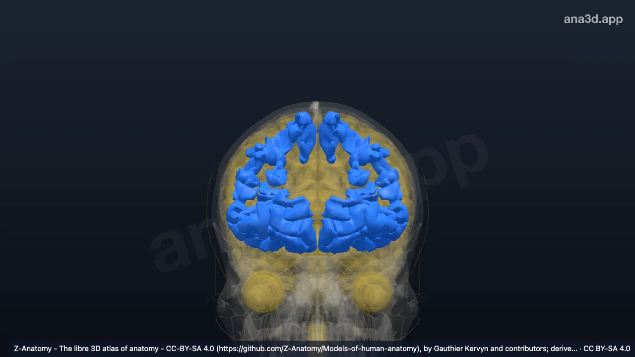 3D-Modell: Frontallappen