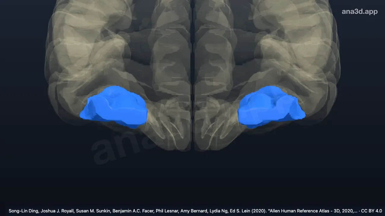 3D model: anterior intermediate orbital gyrus