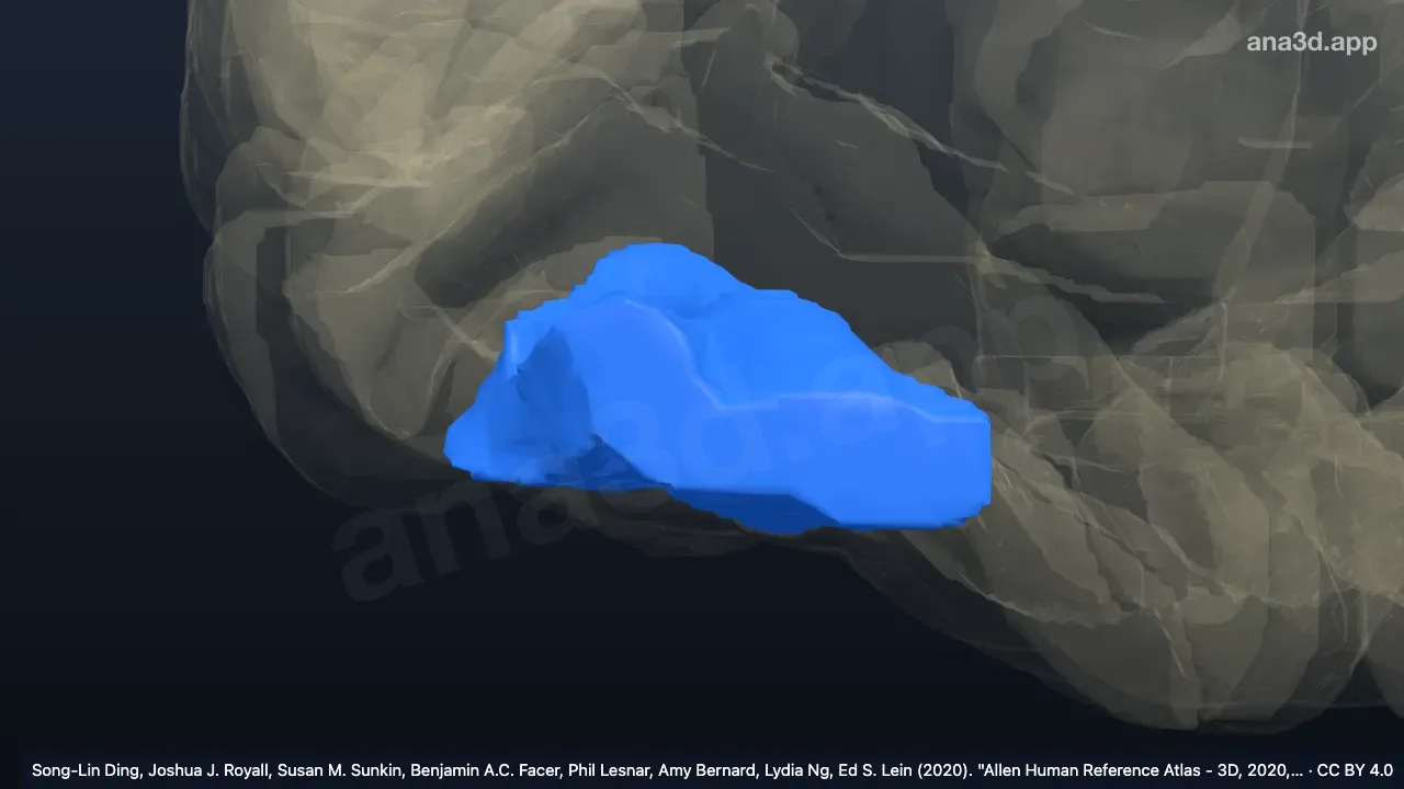 3D model: right anterior intermediate orbital gyrus