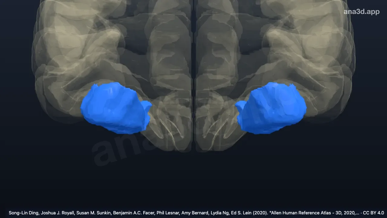 3D model: posterior intermediate orbital gyrus
