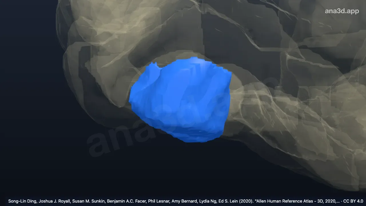 Modelo 3D: Giro orbital intermédio posterior direito