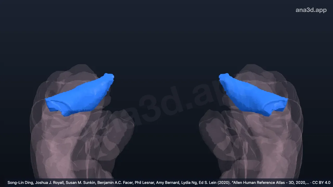 Modèle 3D : Gyrus temporal transverse