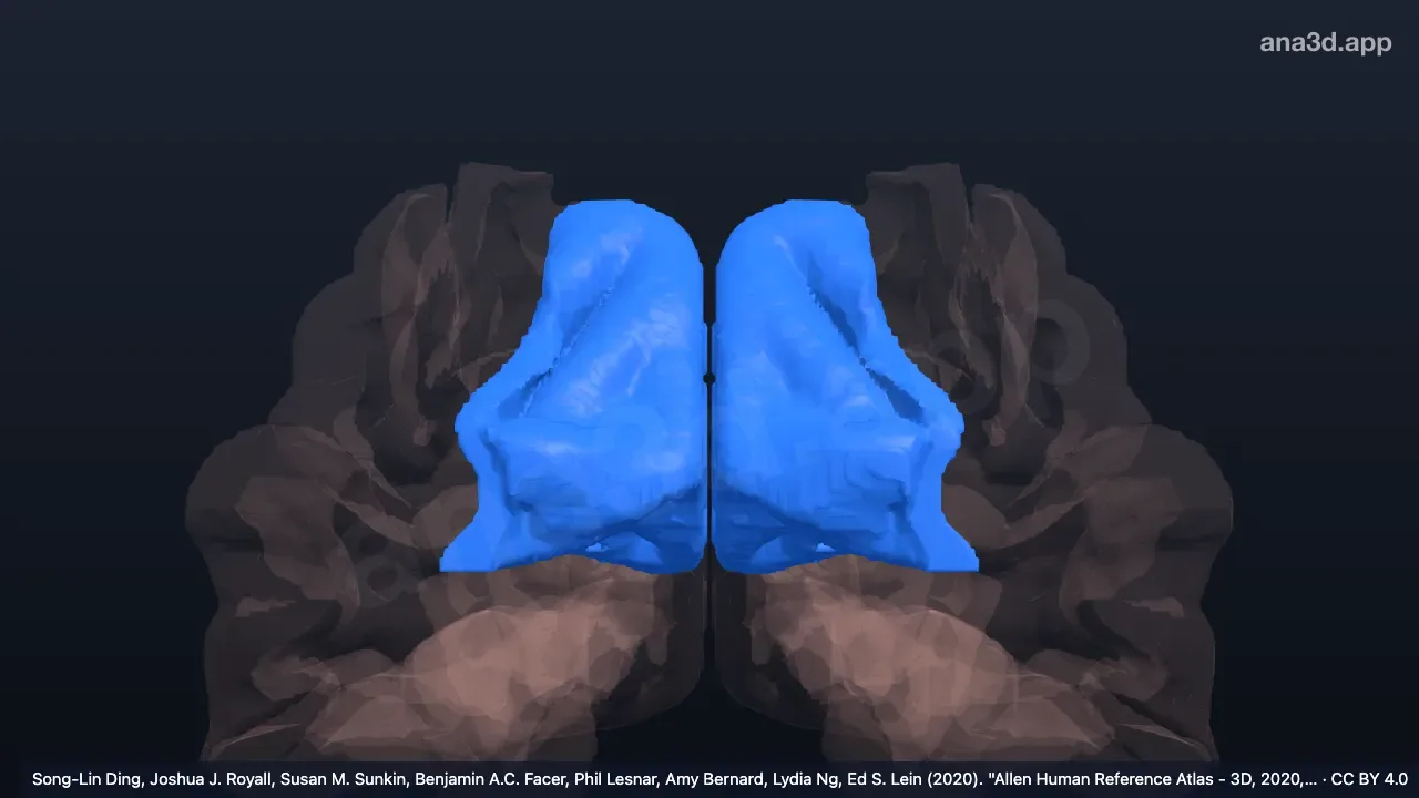 3D 模型:楔叶