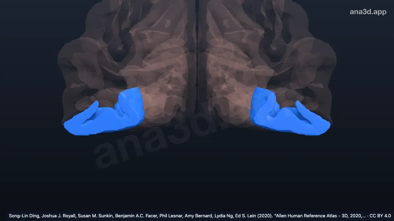 3D-Modell: Gyrus occipitotemporalis (fusiformis), Pars occipitalis