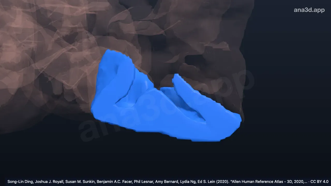 Modelo 3D: Giro occipitotemporal (fusiforme) esquerdo, parte occipital