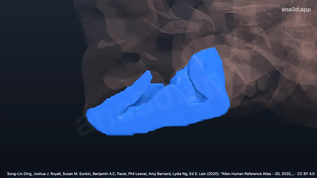 Modelo 3D: Giro occipitotemporal (fusiforme) direito, parte occipital