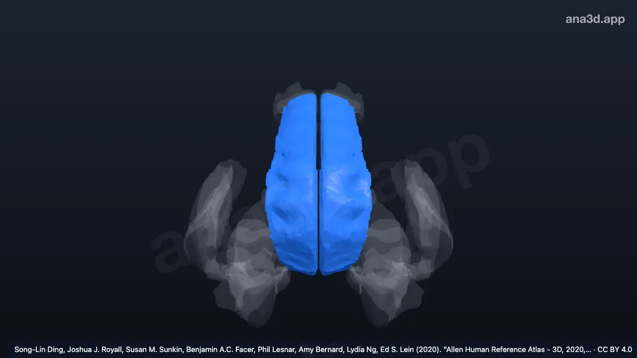 3D model: cingulate gyrus, rostral (anterior) part