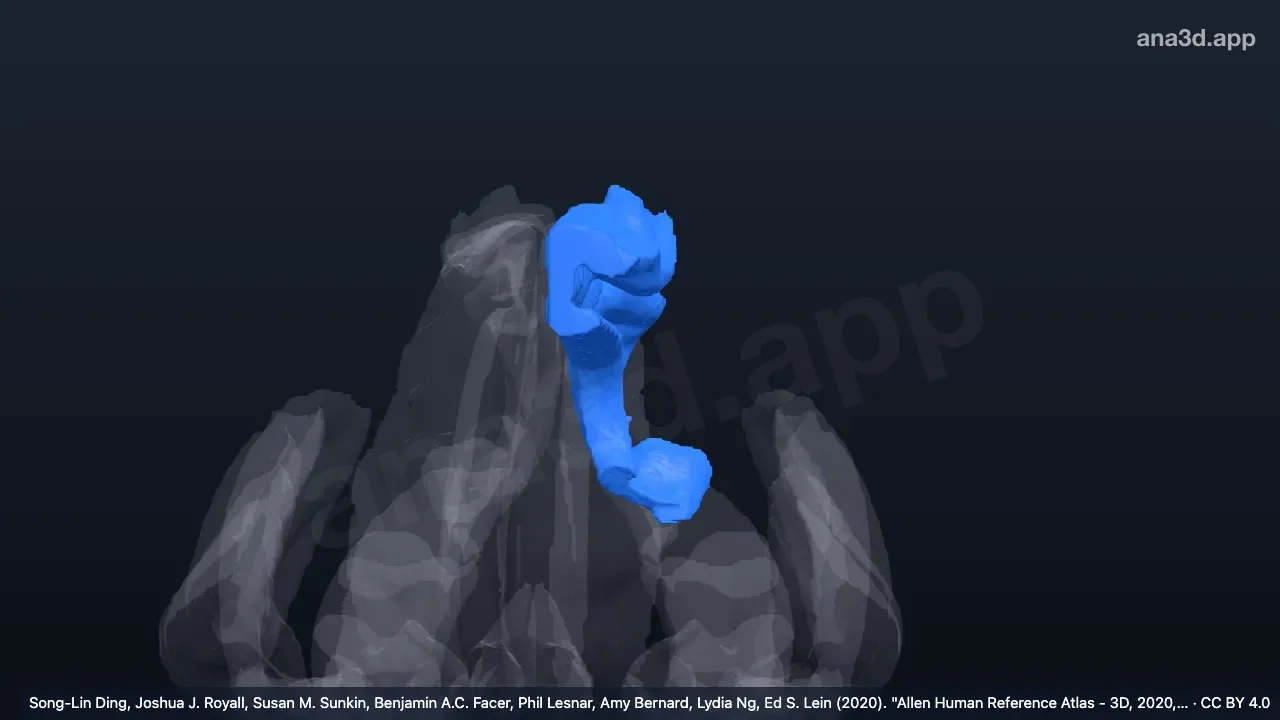 Modelo 3D: Giro do cíngulo esquerdo, parte caudal (posterior)