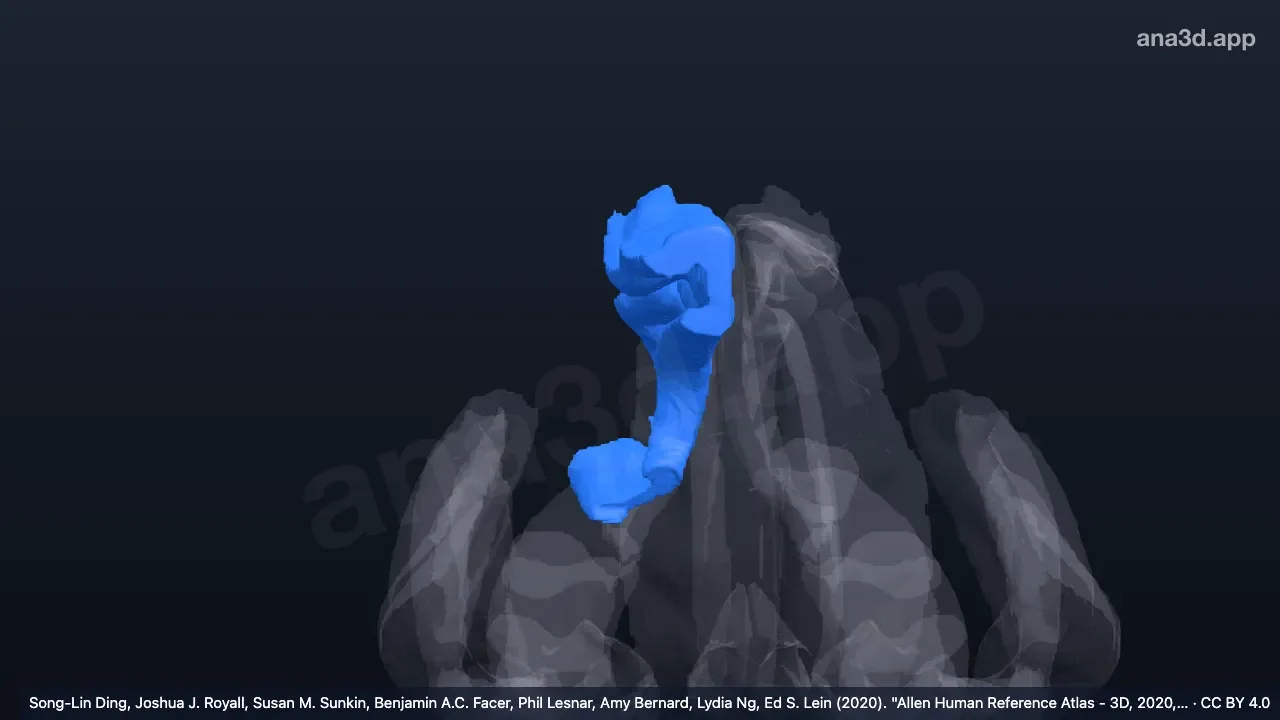 3D-Modell: Rechter Gyrus cinguli, kaudaler (hinterer) Teil