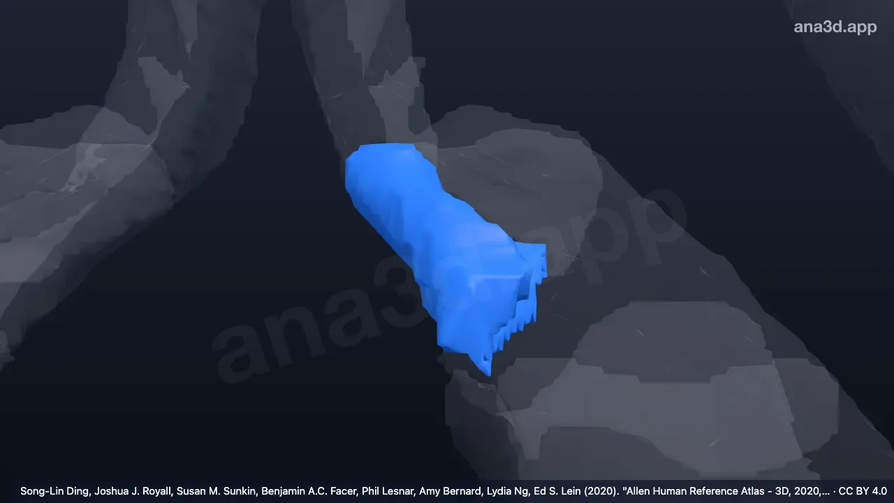 3Dモデル:左帯状回海馬傍回峡