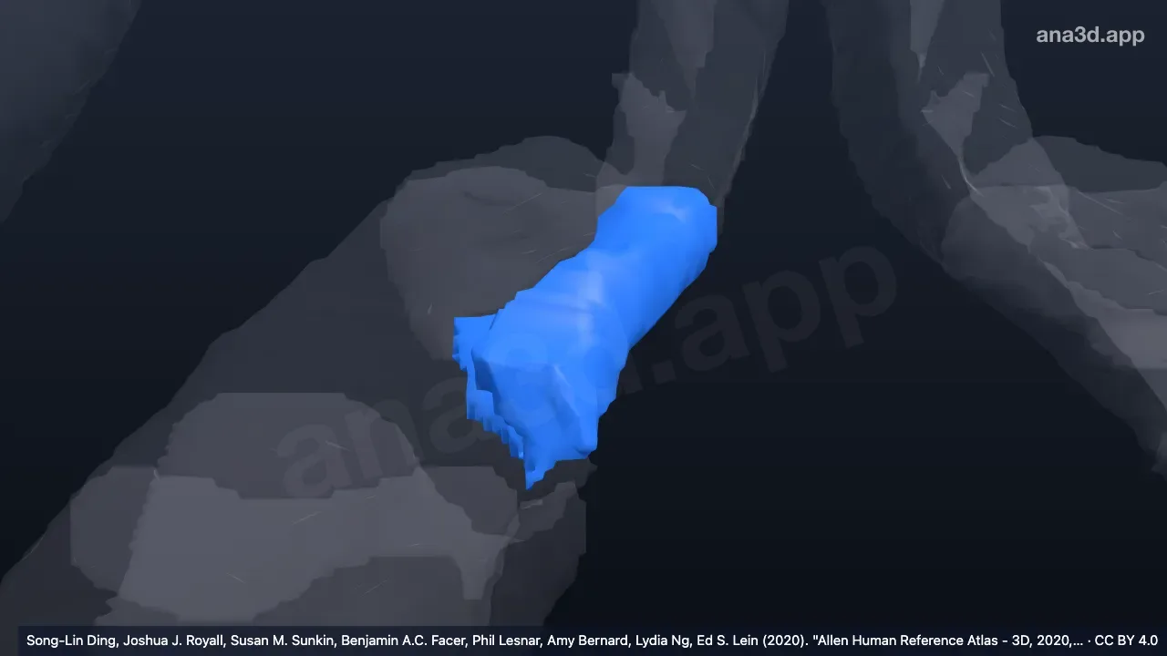 3Dモデル:右帯状回海馬傍回峡