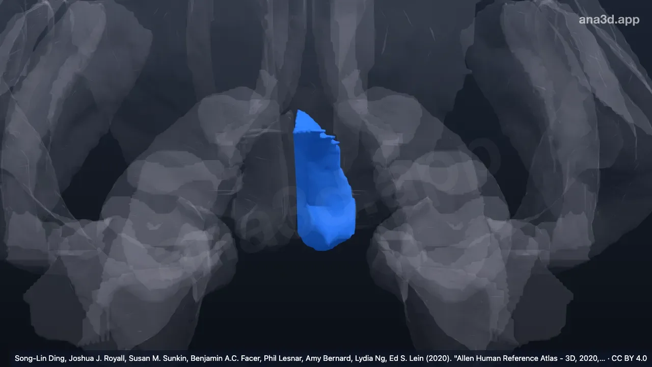 3D 模型：左胼胝体下回