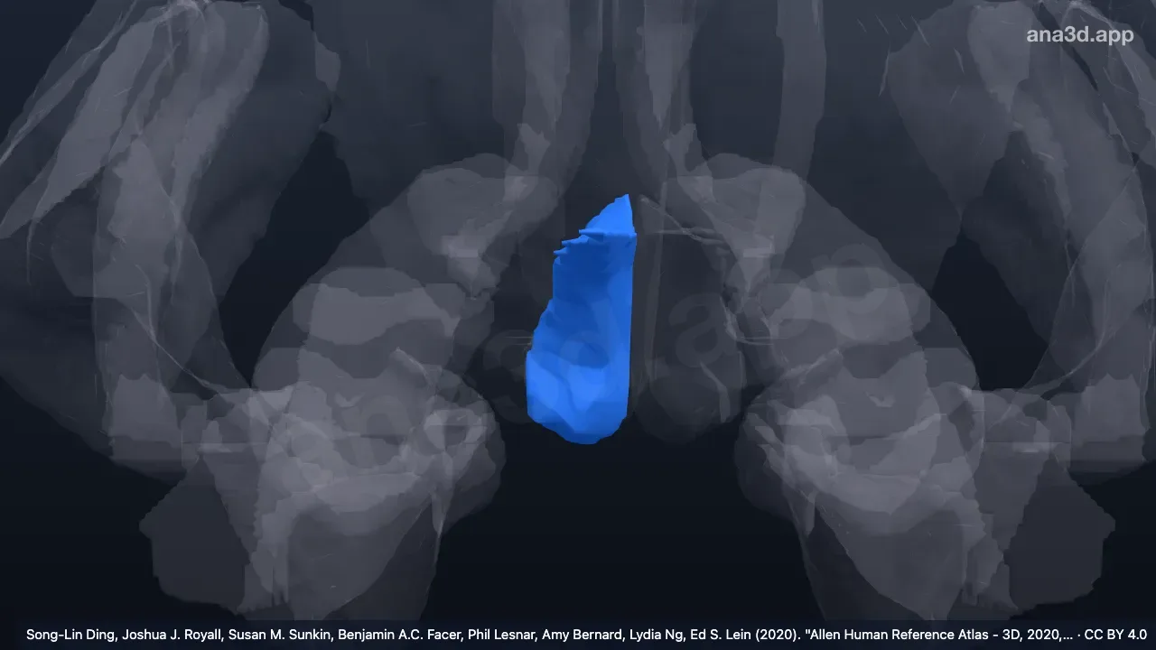3D 模型:右胼胝体下回