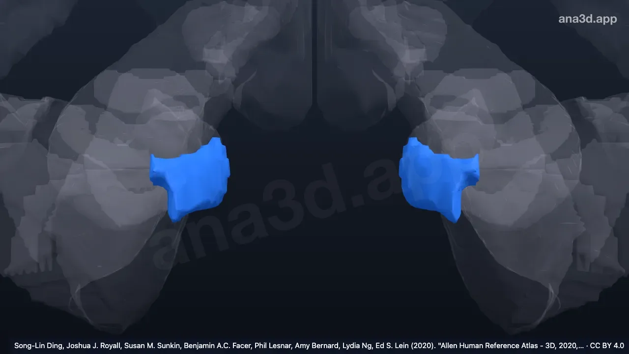 3D 模型:海马旁回钩