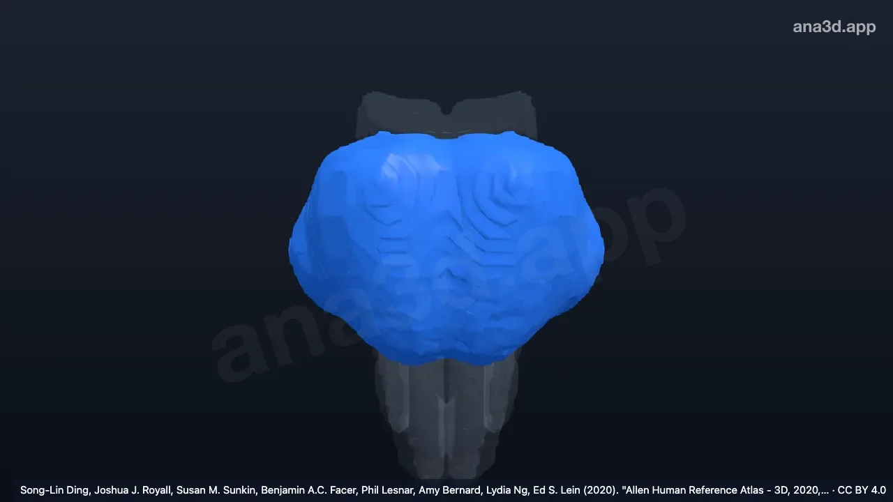 Model 3D: Bagian basilar pons