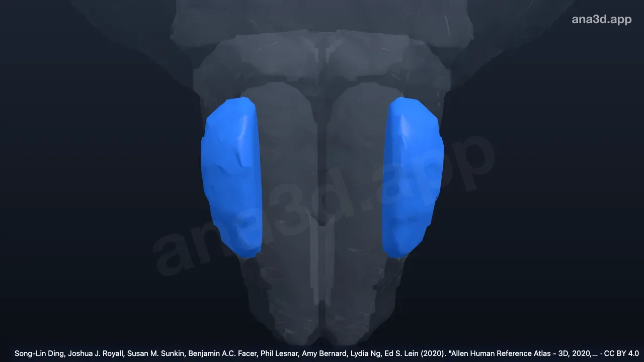 3D model: precerebellar nuclei