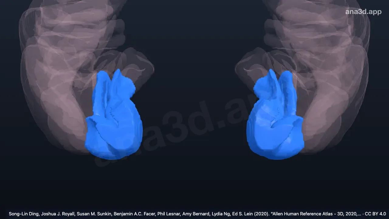 Modèle 3D : Gyrus périrhinal