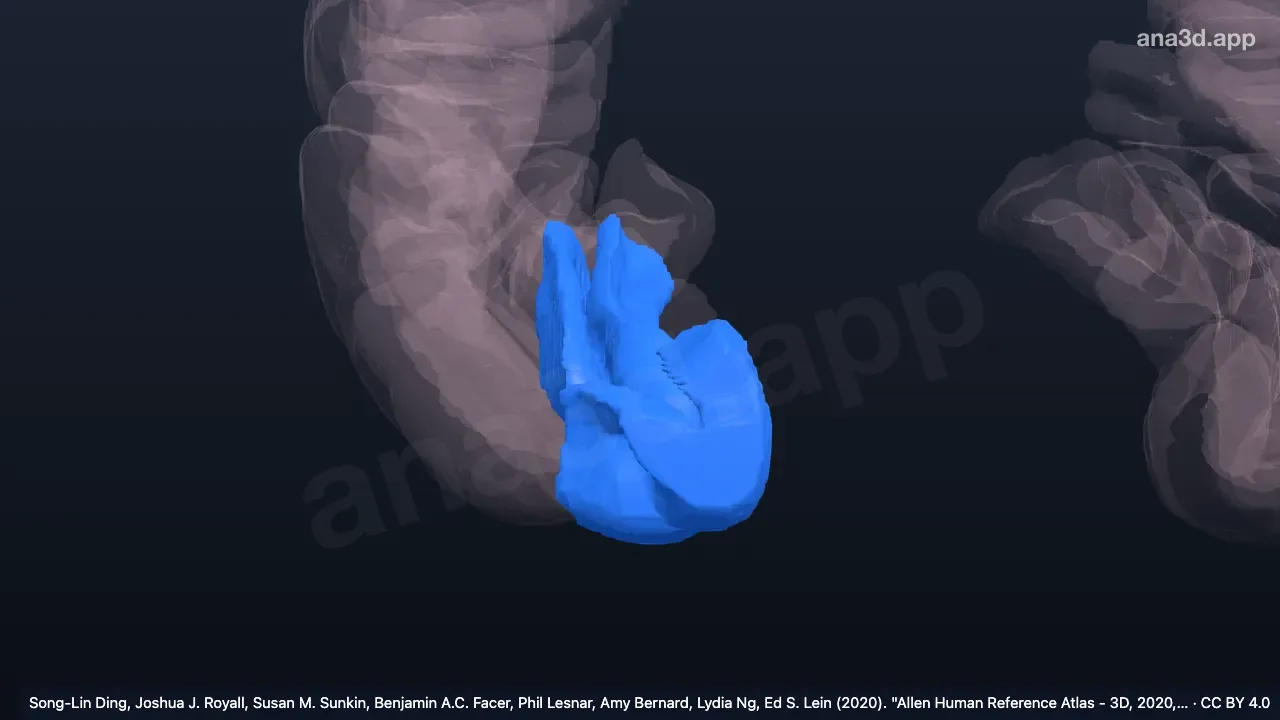 3D 模型:右嗅周回