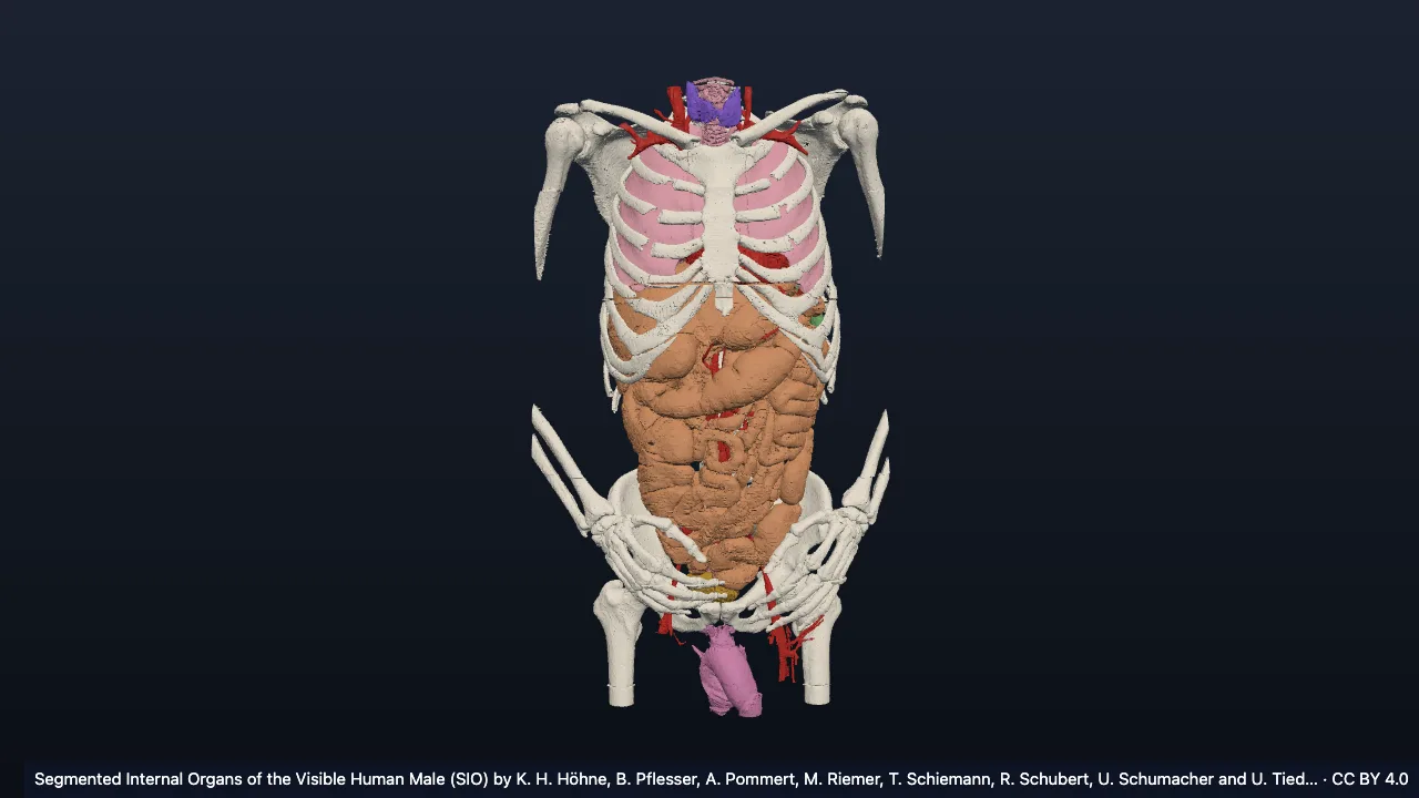 Body cavities and serous membranes