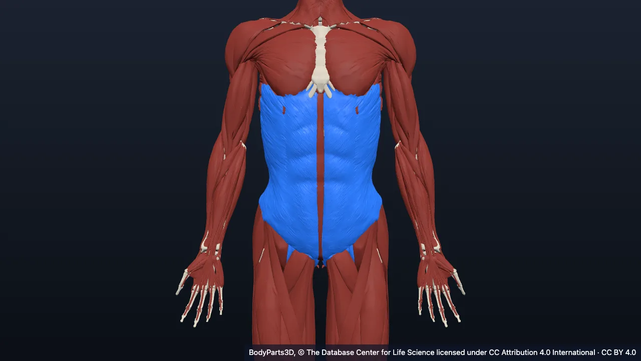 Anatomy of the abdomen