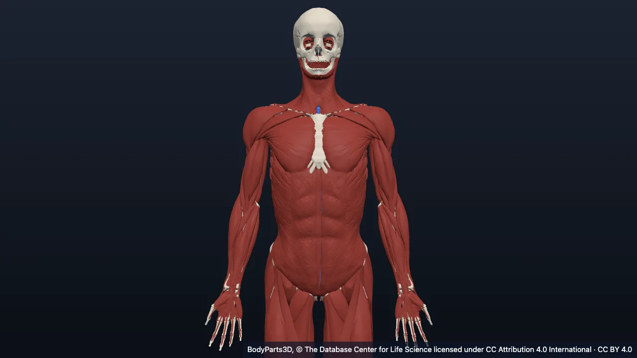 Anatomy of the back and vertebral column