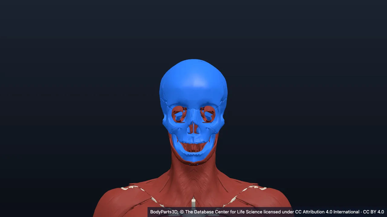 Anatomy of the head