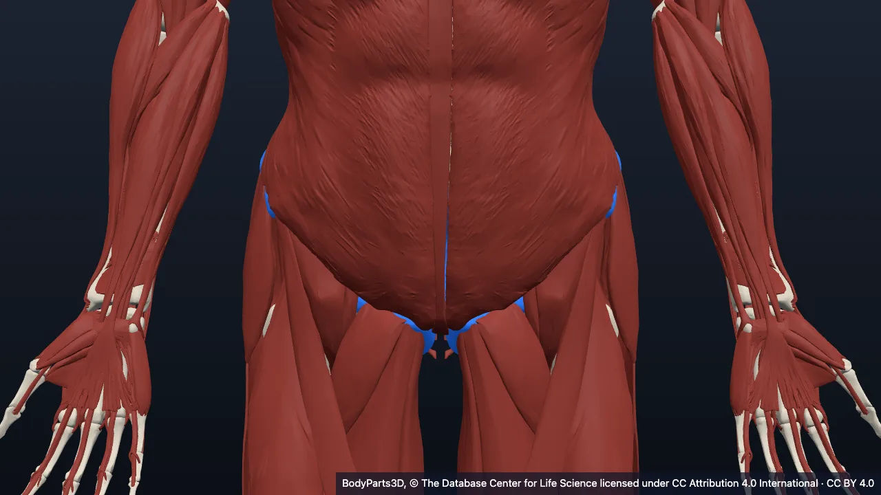 Anatomy of the lower limb