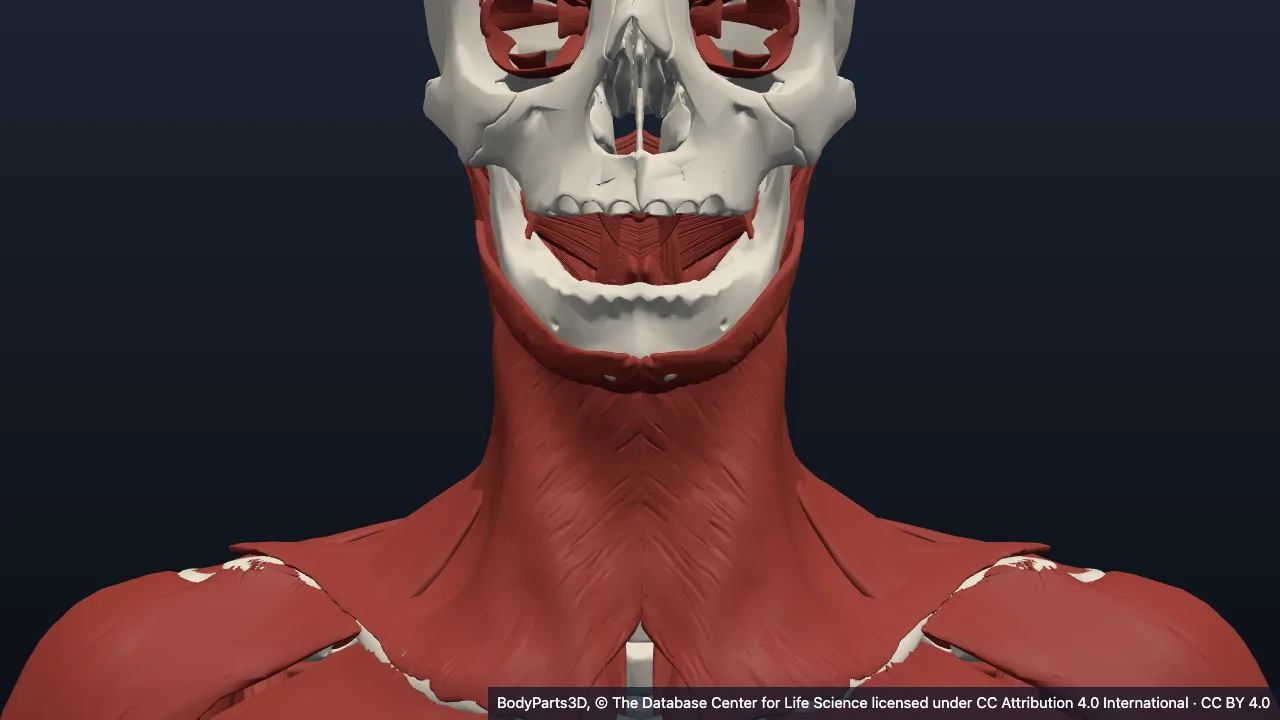 Anatomy of the neck