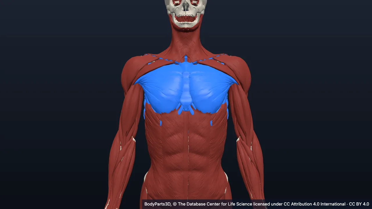 Anatomy of the thorax