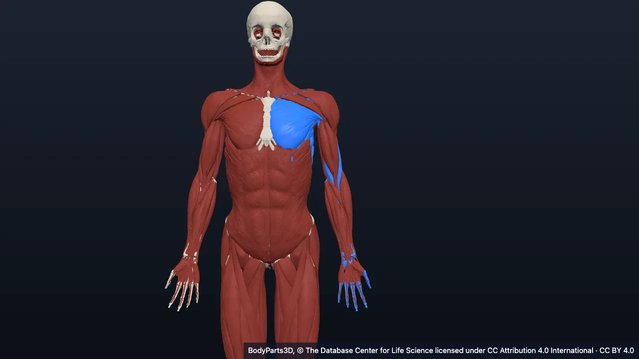 Anatomy of the upper limb