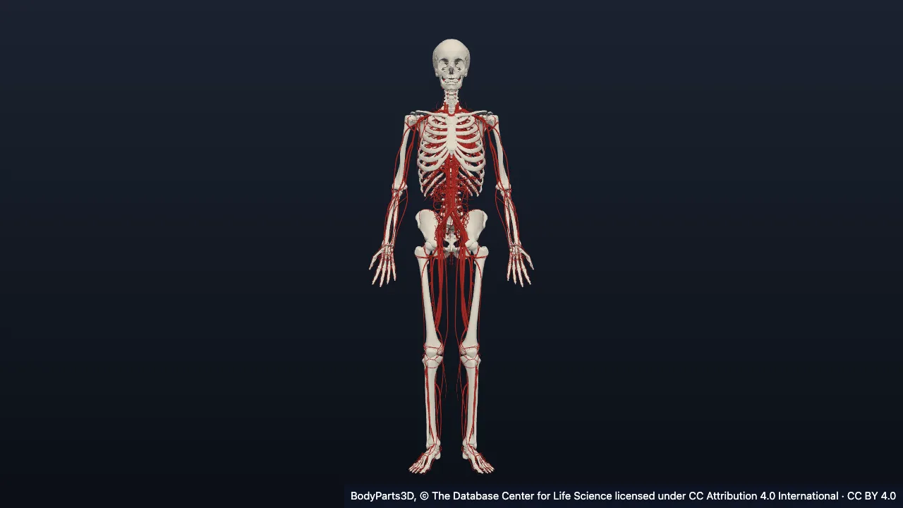 The cardiovascular system