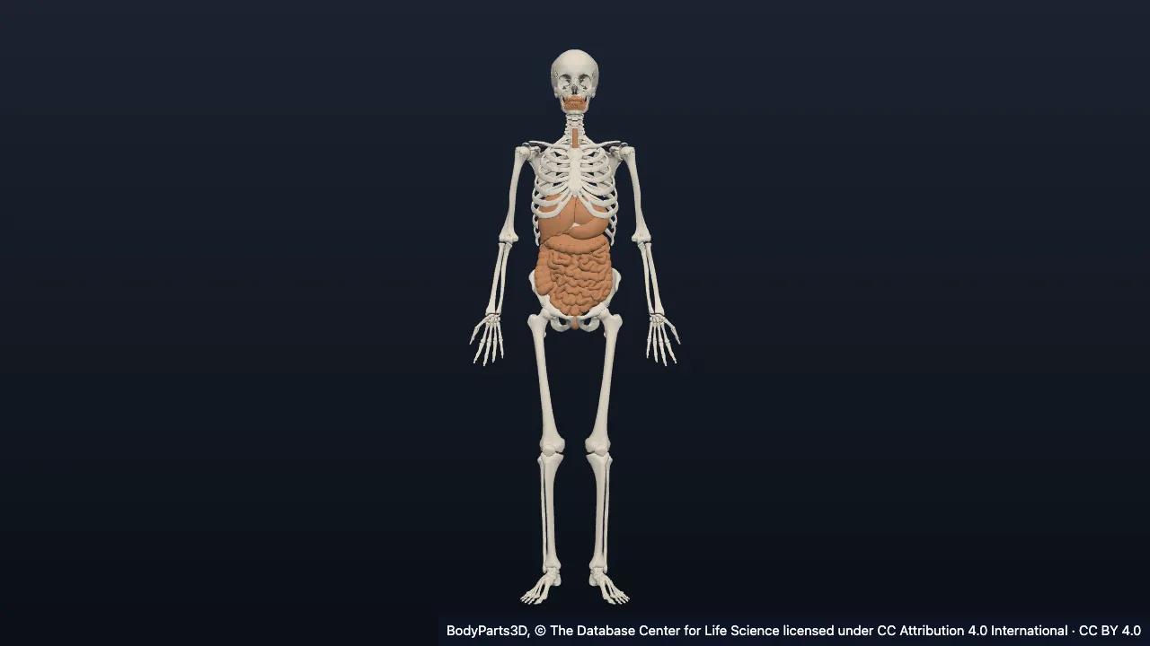 The digestive system