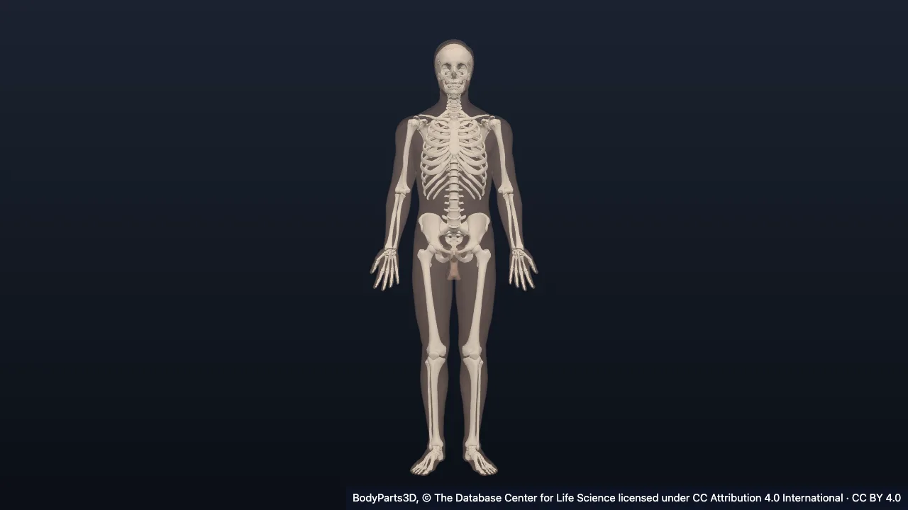 The integumentary system: skin