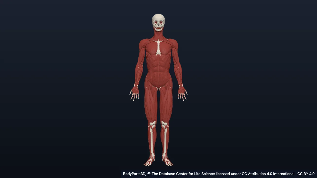 The muscular system