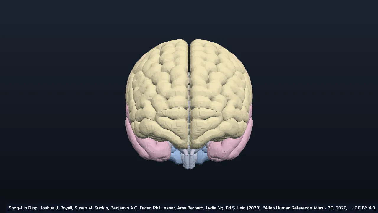 Brain (Allen Human Reference Atlas 3D)